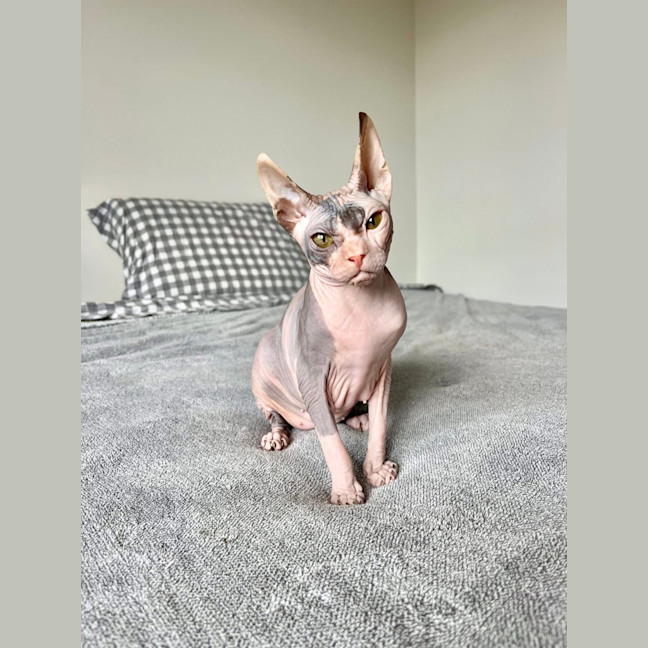 Photo of Echo (Was Roxanne)