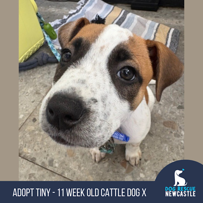 Photo of Tiny   11 Week Old Cattle Dog X (Trial 28/1)