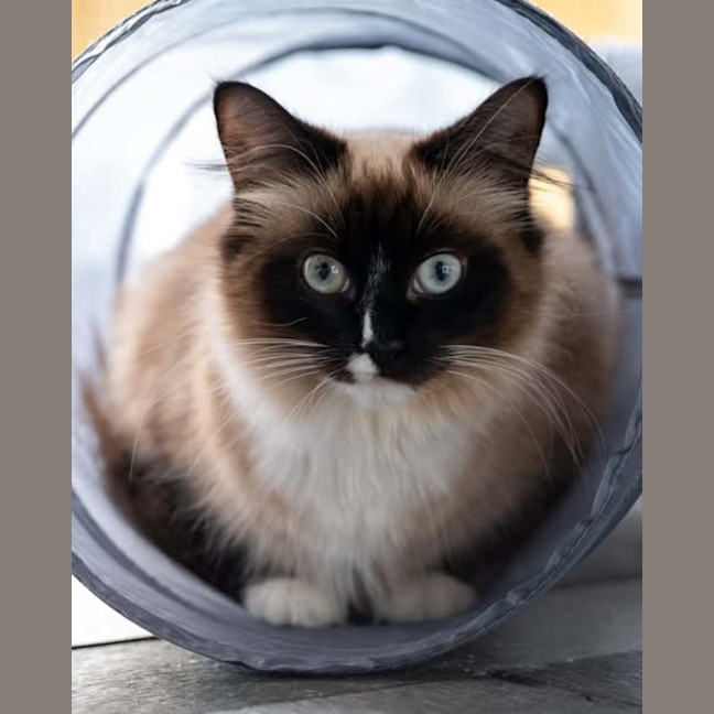 Photo of Scarlet