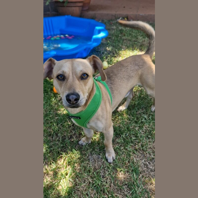 Photo of Nacho