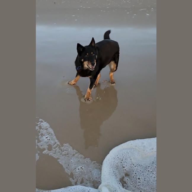 Photo of Elly *$250 Adoption Fee* 