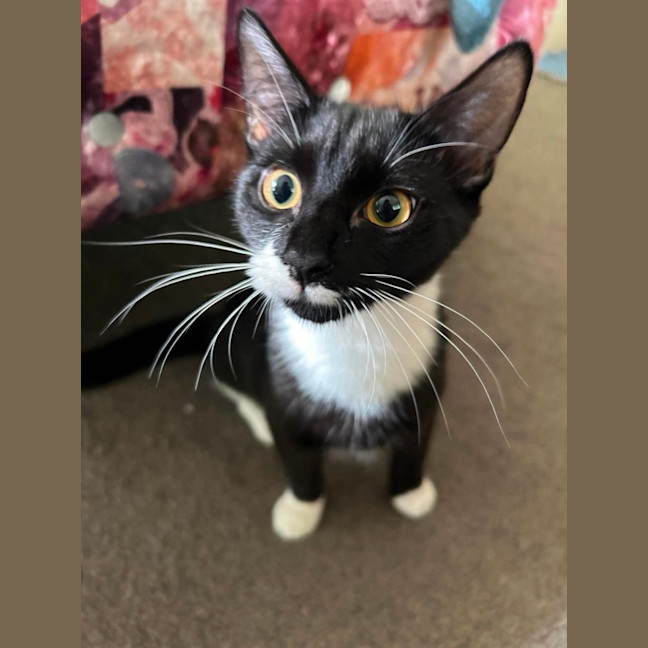 Photo of Freddy