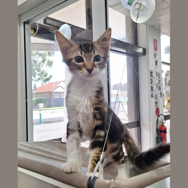 Photo of Brontosaurus & Tyrannosaurus  Pe Tstock Birkenhead 