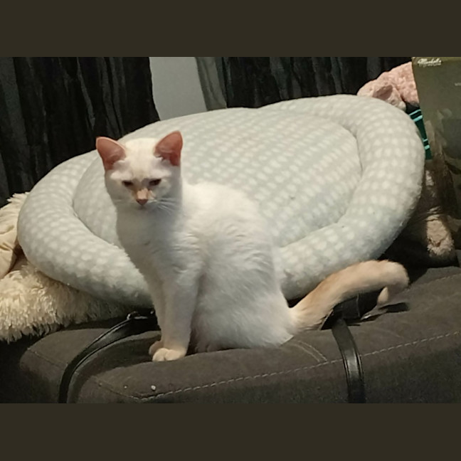 Photo of Ginger Snaps *9 Lives Project Rescue*