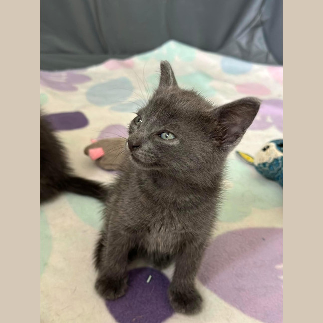 Photo of Snap Dragon