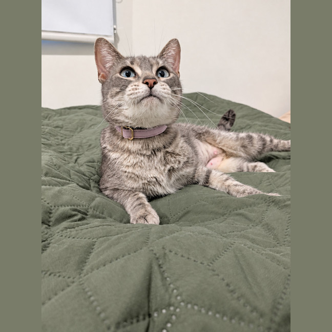 Photo of Biscotti