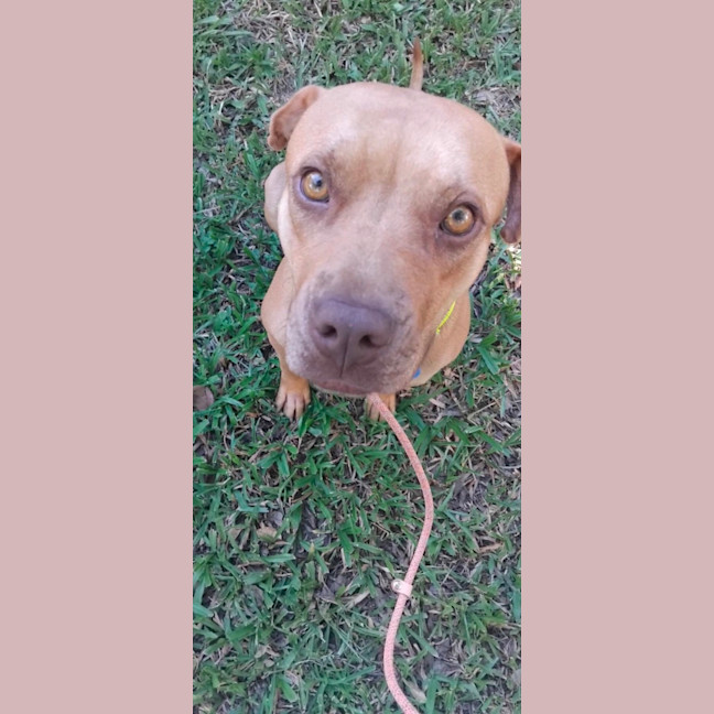Photo of Goldie