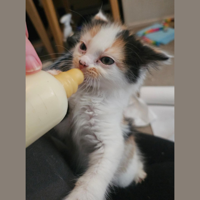 Photo of Mango & Sully