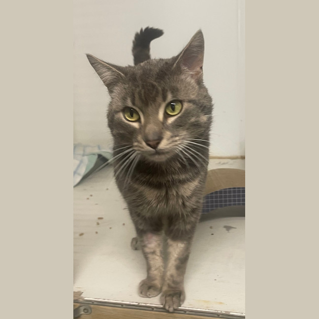 Photo of Smokey