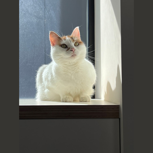 Photo of Bella   Located In Windsor