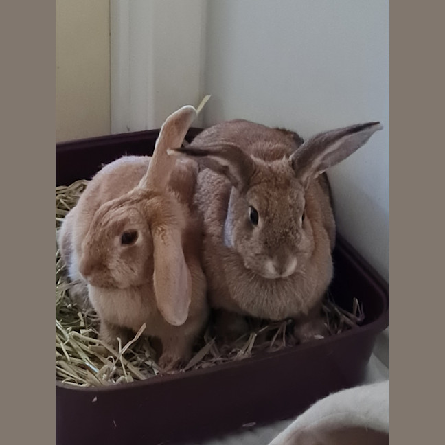 Photo of Yoghurt And Yum Cha