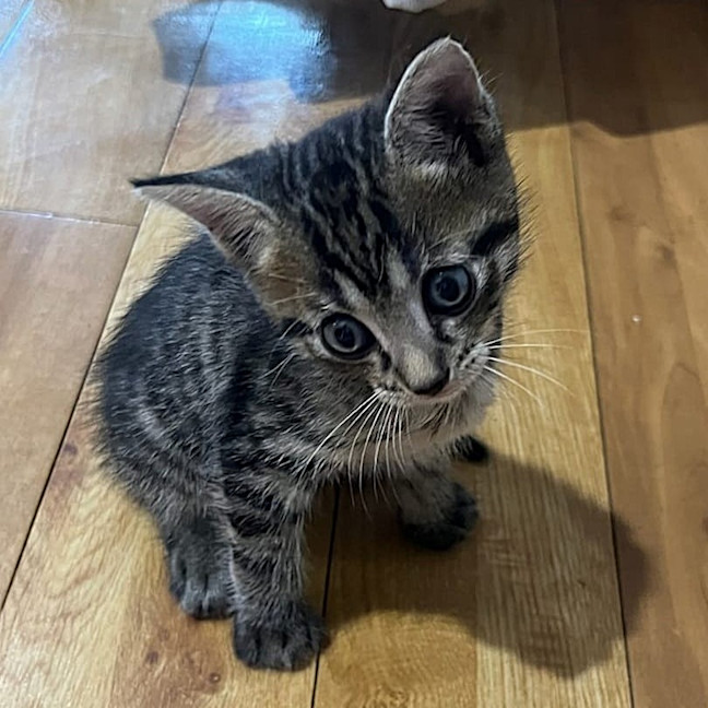 Photo of Tommy