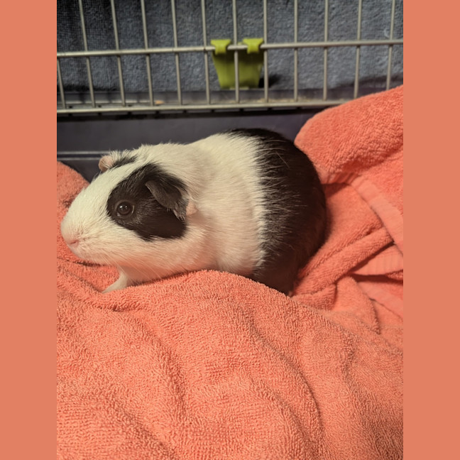 Photo of Lupin