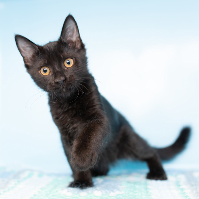 Photo of Caterpillar