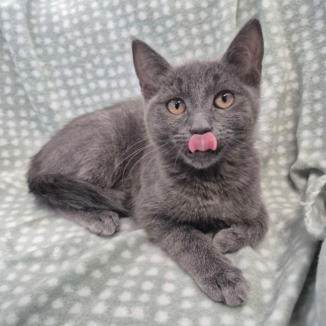 Photo of Bagheera