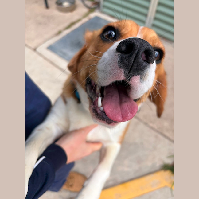 Photo of Buster