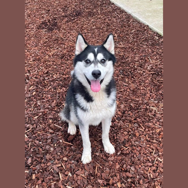 Photo of Knox 