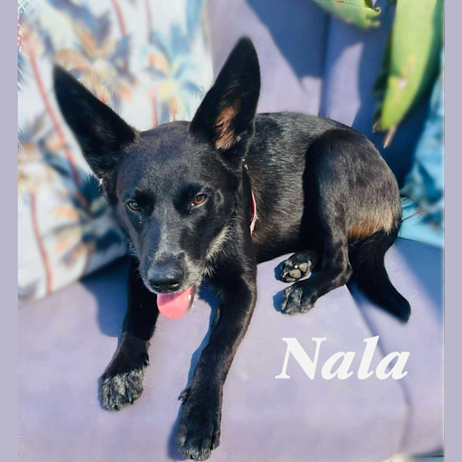 Photo of Nala