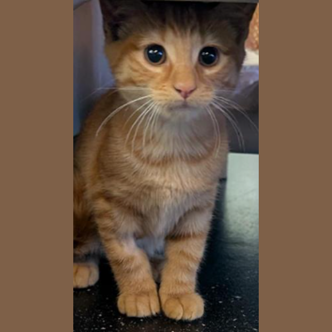 Photo of Obelisk The Tormentor