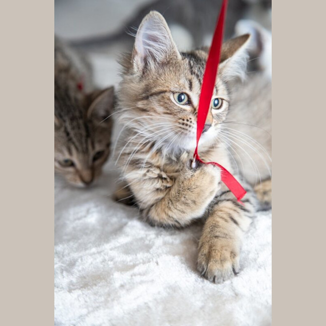Photo of Pancake