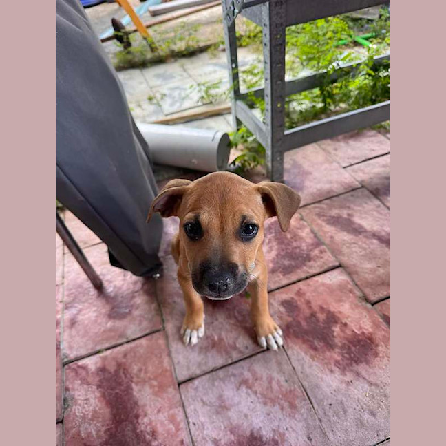 Photo of Atlas