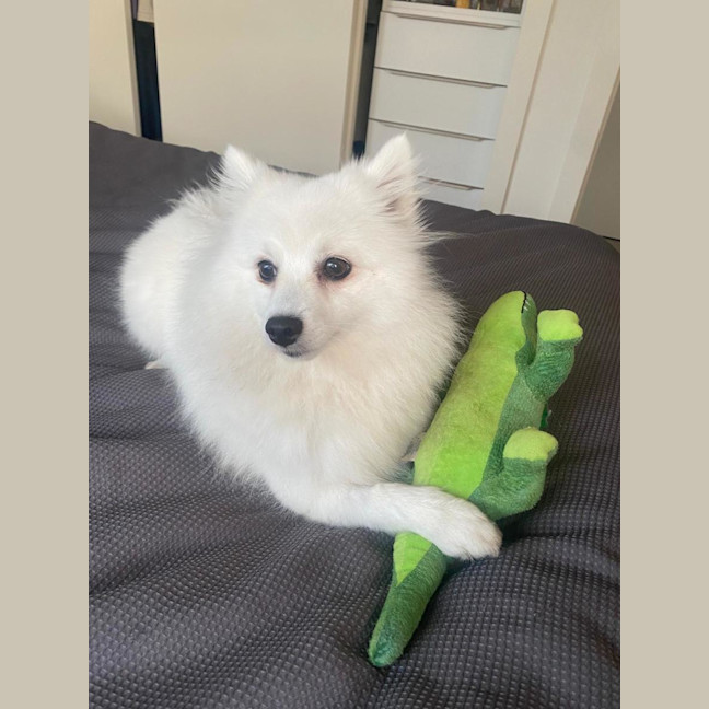 Photo of Saidee