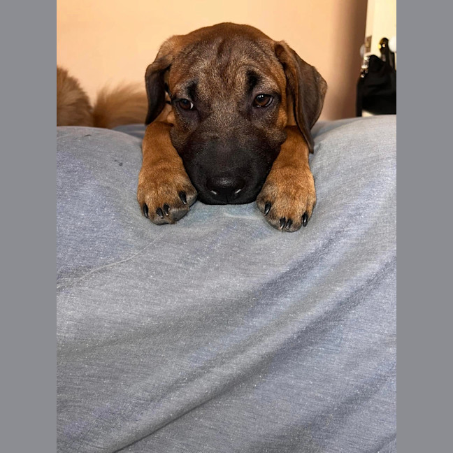 Photo of Vega (Was Nova)