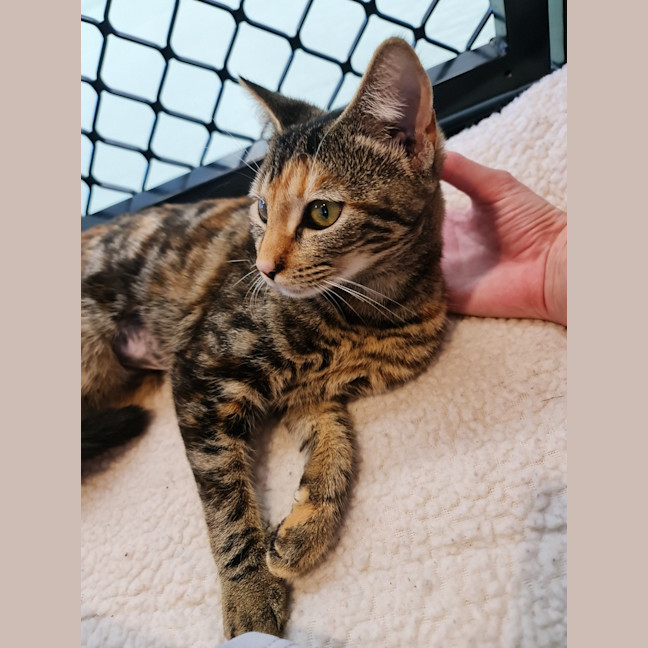 Photo of Cookie