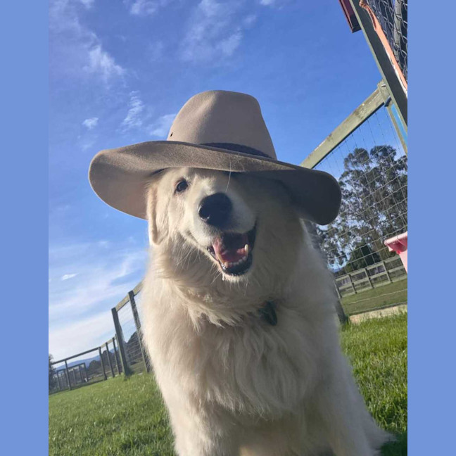 Photo of Teddy
