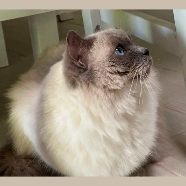 Photo of Princess 👑🌸