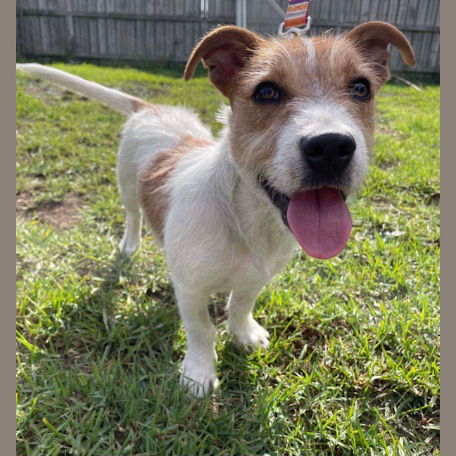 Photo of Frodo 