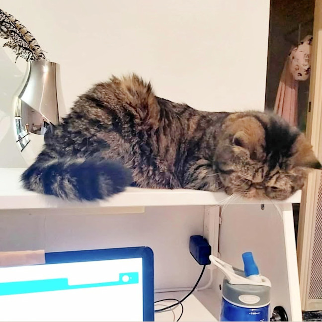 Photo of 🐾Cash🐾