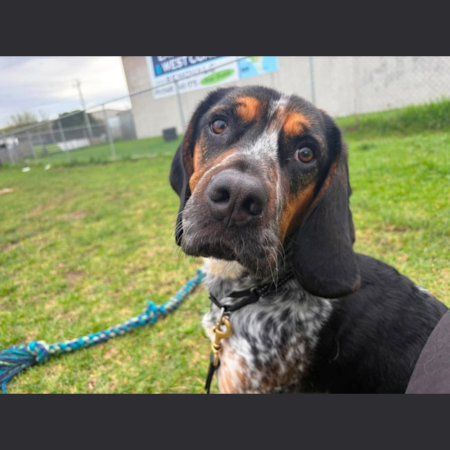 Photo of Paddy (68443)