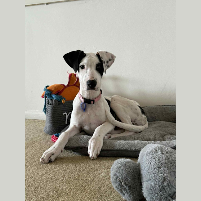 Photo of Winnie   4 Month Old Mixed Breed