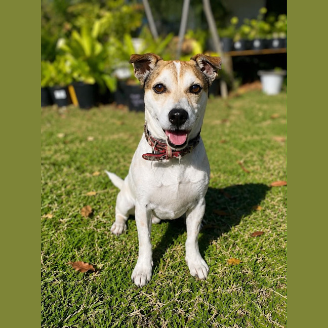 Photo of Toby