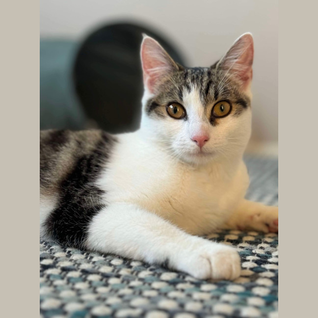 Photo of 🩷 Hattie 🩷