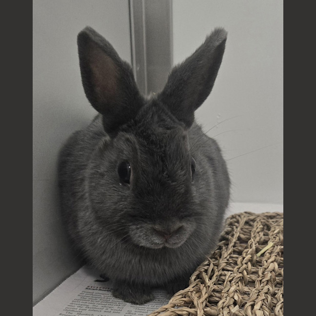 Photo of Bonnie Grey