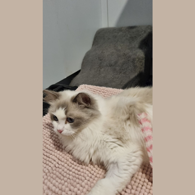 Photo of Lunar