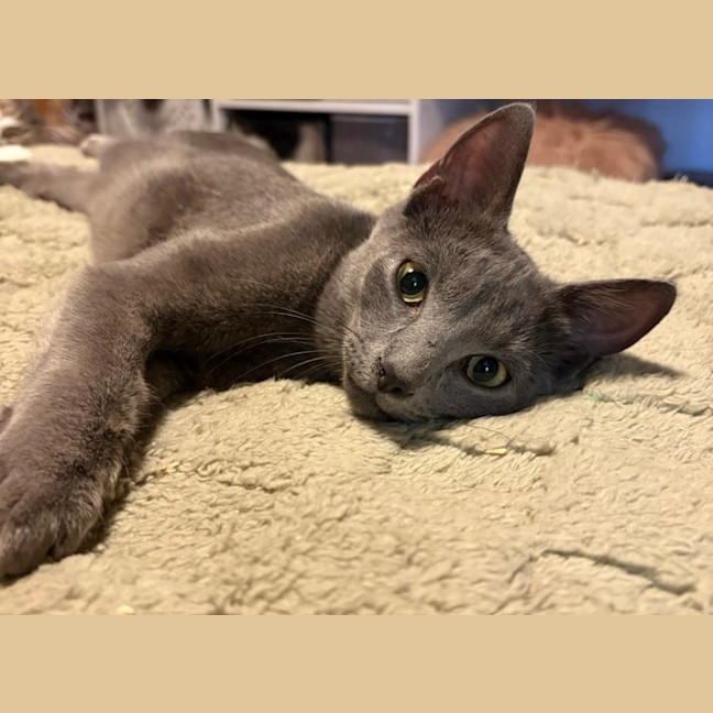 Photo of Ziggy