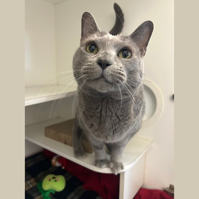 Photo of Lollie
