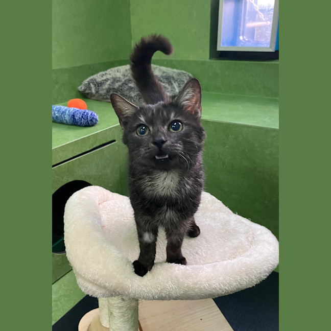 Photo of Midnight (Bonded With Stripe)