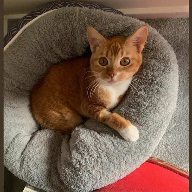 Photo of Carrot Cake