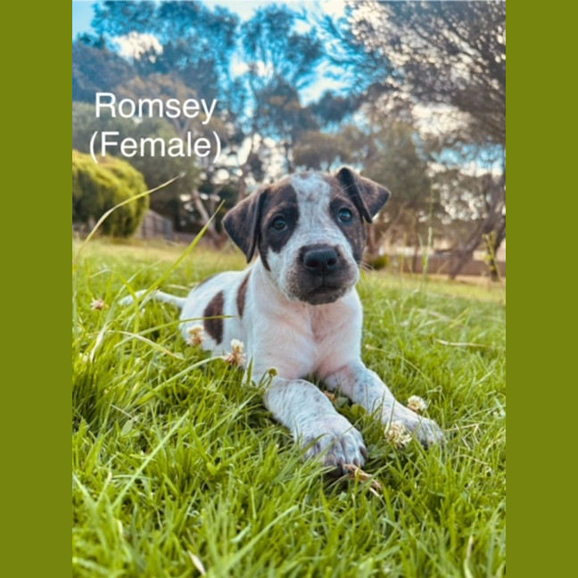 Photo of The Ranges Litter (Part 1)