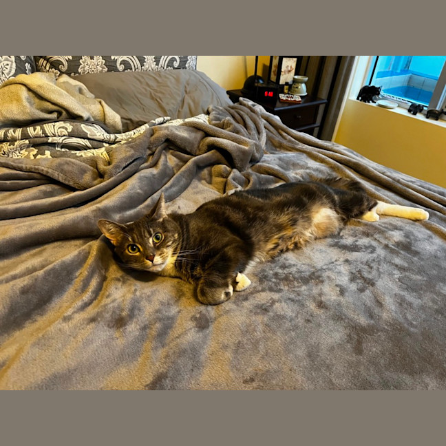 Photo of Quilly Willy