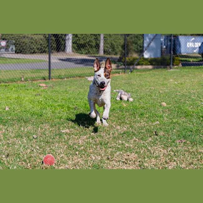 Photo of Toby