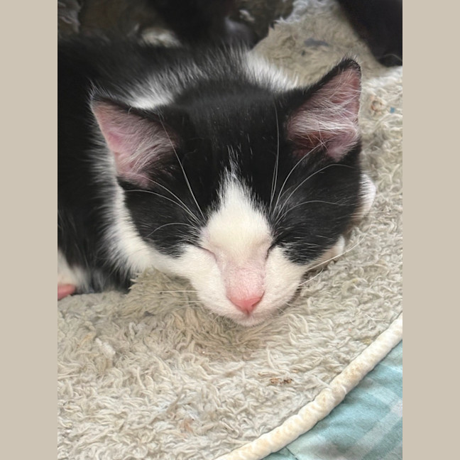 Photo of Darcy 💙🐾😻😻
