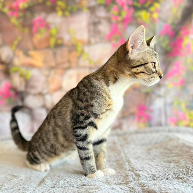 Photo of Marlon  In Foster Care In Greensborogh