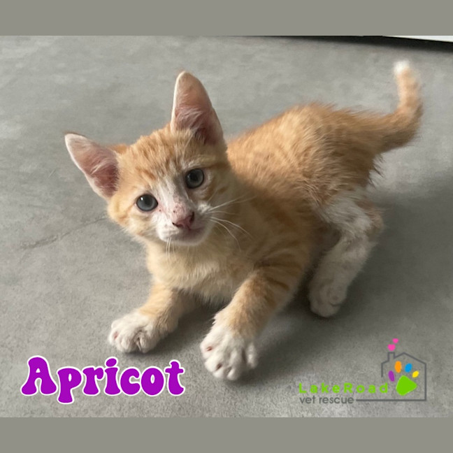 Photo of Apricot
