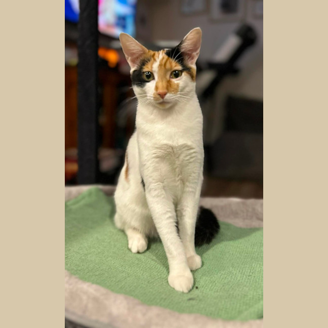 Photo of Sabre