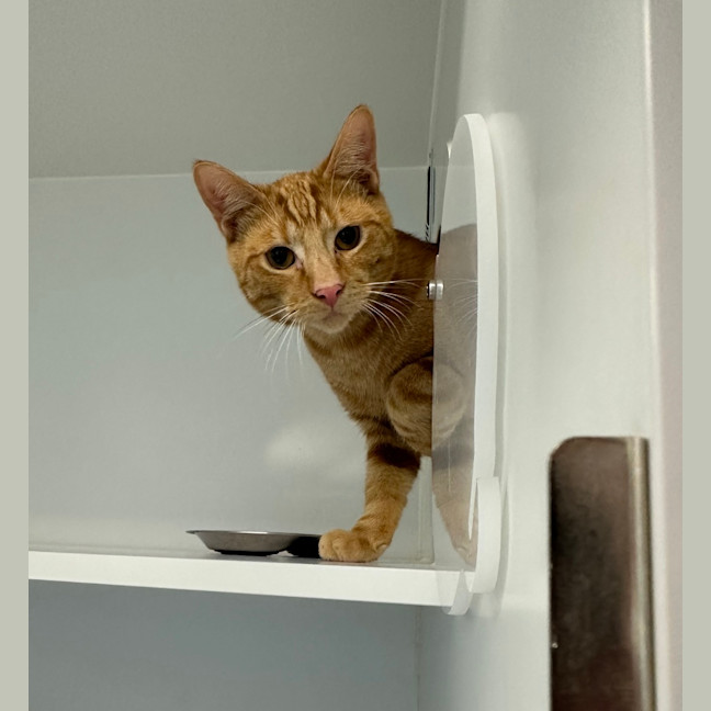 Photo of Butterscotch